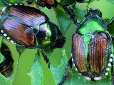 Japankäfer in der Region – gefährlicher Käfer mit Melde- und Bekämpfungspflicht